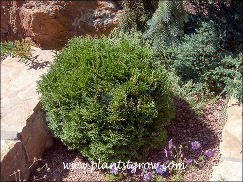 A slow growing dwarf globular Arborvitae.